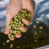 Il Dry Hopping
